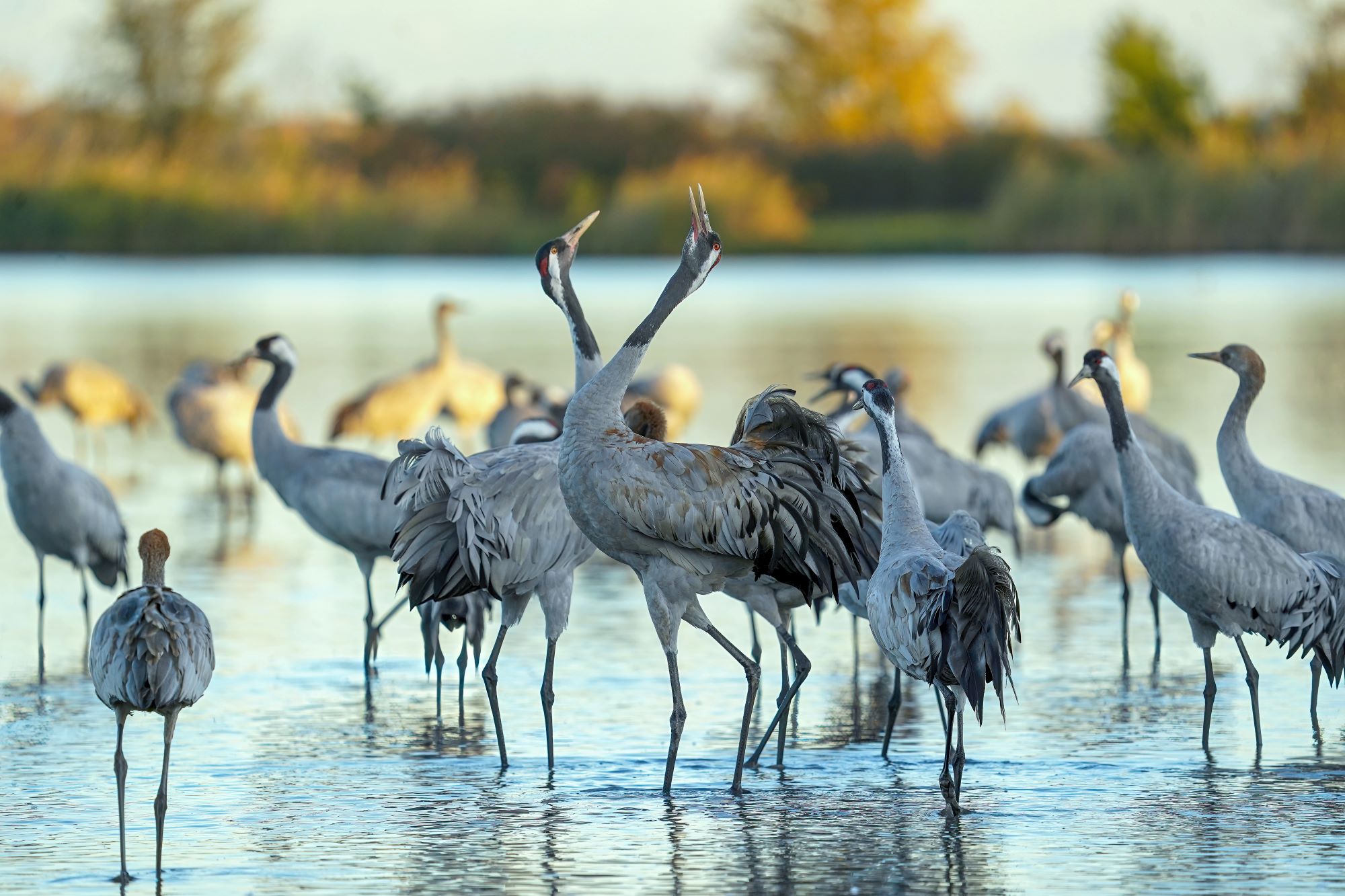 Reggeli üdvözlés darumódra