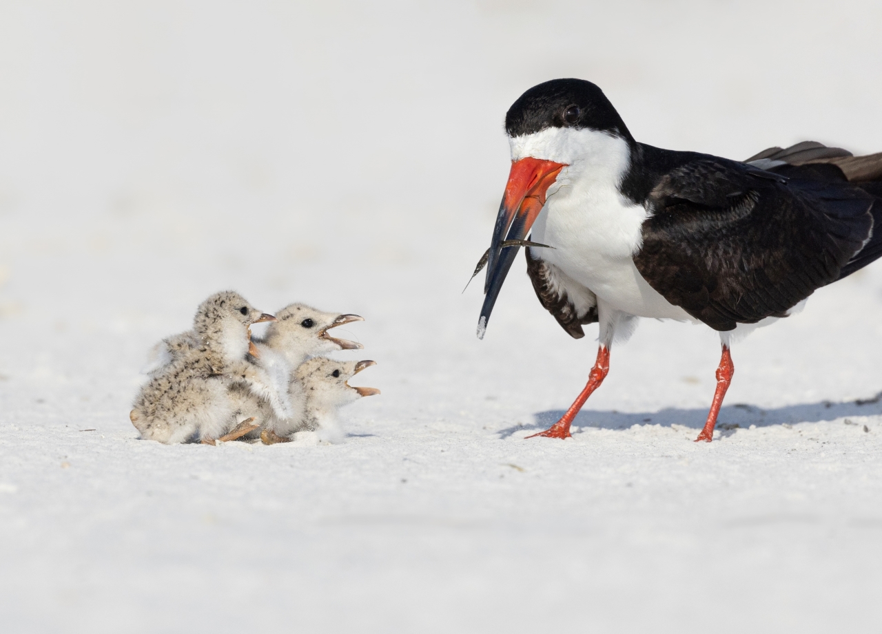 Thrilled Anticipation