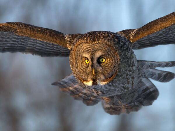 Madarak így, úgy, amúgy – a nevezési kategóriákról