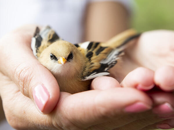 Száz Völgy Természetvédelmi Egyesület (SZVTE)