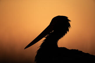 Fekete és narancssárga 