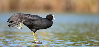 Melyik tollam kéred?