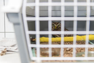 Pillanatképek a madármentésből