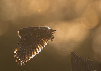 Naplementés repülés