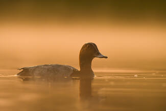 Párába burkolózva