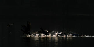 A brémai muzsikusok