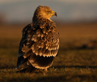 Merengés a napnyugtába