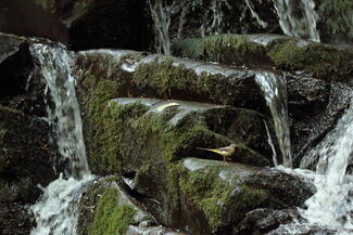 A billegető és a vízesés