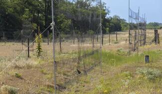 Gyurgyalagok testközelből