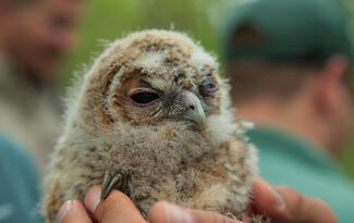 Macska bagoly gyűrűzés