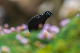 Razorbill virágok között