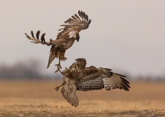 Fighting buzzards