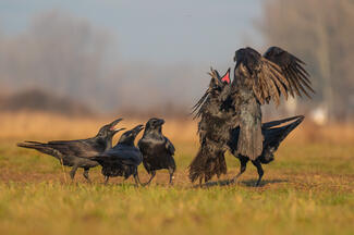 Segítségért kiáltó 