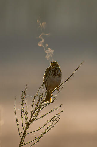 Amikor az ének láthatóvá válik