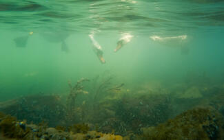 Víz alatti találkozás