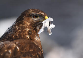 Egerészölyv ebédel