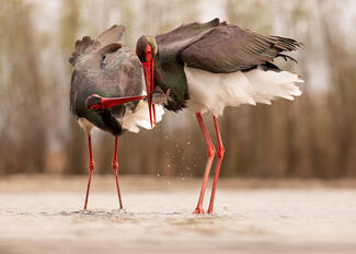 Kell nekem az a hal!