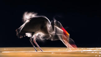 A halászat művészete