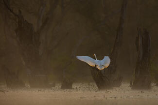 Halott fák földjén