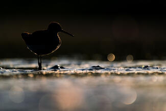 Erdei cankó sziluett