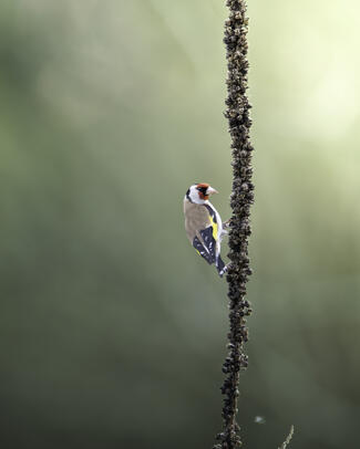 Pillanatnyi gyönyör