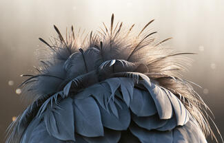 Felborzolt kedélyek