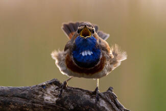 Szerelem van a levegőben
