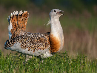 Túzok kakas portré