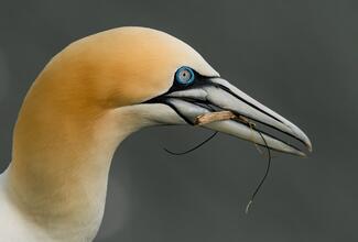 Csőrében egy fadarab