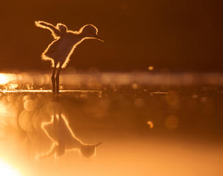 Szárnypróbálgatások