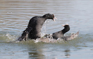 Mit akarsz itt öcsi?