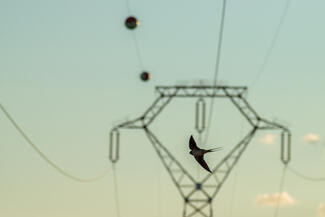 Fecske elektrókeretben