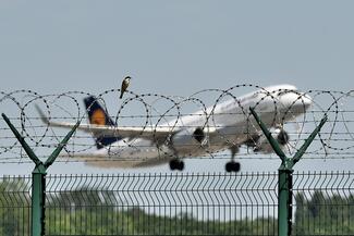 Madár és gépmadár 