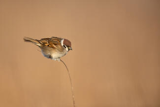 A semmi ágán ülve