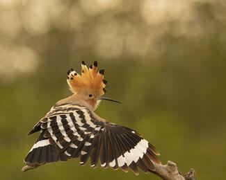 Nyújtózkodó banka
