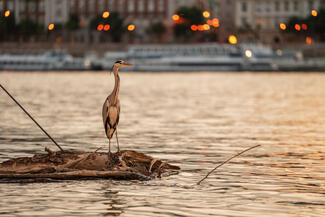 Grey heron spectating